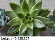 Macro cactus succulent plant isolated on stone. Arrangement with succulent or cactus ladscape design. Close up of small green cactus succulent. Стоковое фото, агентство Ingram Publishing / Фотобанк Лори