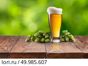 Still life with a keg of beer and hops on a Empty wooden table against green natural background. Still life with a keg of beer and hops. Стоковое фото, агентство Ingram Publishing / Фотобанк Лори