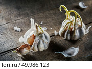 two bulbs of sprouting old garlic on an old wooden background. sprouting garlic on wooden table. Стоковое фото, агентство Ingram Publishing / Фотобанк Лори