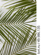 Top view of palm leaves isolated on white background. Green leaves of palm tree represented one after another.. Palm leaves isolated. Стоковое фото, агентство Ingram Publishing / Фотобанк Лори