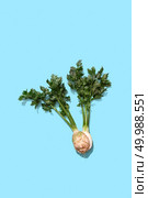 Two halves of parsley root with a bunch of greens on a blue background with space for text. Healthy food. Top view. Halved vitamin parsley with a root on a blue background with copy space. Aromatic healthy spice. Top view. Стоковое фото, агентство Ingram Publishing / Фотобанк Лори