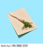 On paper fresh parsley root with green leaves presented on a blue background with copy space. Healthy Vegetables. Flat lay. Parsley root with green leaves on paper around blue background with copy space. Ingredient for salad or sauce. Flat lay. Стоковое фото, агентство Ingram Publishing / Фотобанк Лори