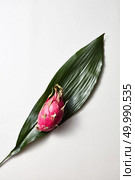 Top view of tropical exotic dragon fruit or pitaya with evergreen leaves with a graphic striped texture isolated on a white background. Tropical evergreen leaves with dragon fruit or pitaya isolated on white background. Top view. Стоковое фото, агентство Ingram Publishing / Фотобанк Лори
