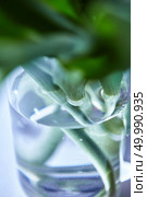 Close-up of green petals and transparent vase with water with tulip stems, blurred background.. Close-up of glass vase with water with tulip stems. Стоковое фото, агентство Ingram Publishing / Фотобанк Лори