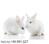 Two white rabbits isolated on a white background. Two white rabbits. Стоковое фото, агентство Ingram Publishing / Фотобанк Лори