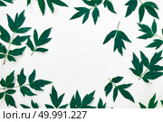 Green foliage of a peony plant, top view of a composition of a pattern of green leaves isolated on a white background.. A pattern of green leaf peony flower plants isolated on white background. Flat lay. Space for text. Стоковое фото, агентство Ingram Publishing / Фотобанк Лори