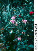 Perennial plant Aquilegia with pink flowers on a background of flowering shrubs with green leaves, summer photos shot on a cloudy day in the botanical garden. Aquilegia flowering plant growing in a botanical garden against the background of green foliage of flowering bushes. Стоковое фото, агентство Ingram Publishing / Фотобанк Лори