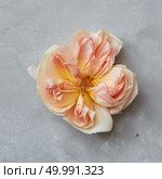 Closeup of orange rose represented over grey background alone. Beautiful rose for decorating or designing your post card or poster. Valentine’s Day concept.. Floral frame with roses. Стоковое фото, агентство Ingram Publishing / Фотобанк Лори