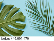 Top view of green leaves isolated on blue background. Tropical leaves of palm and jungle Monstera tree as decoration of texture.. Green leaves isolated. Стоковое фото, агентство Ingram Publishing / Фотобанк Лори