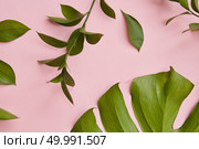Green twig decorating pink background with half of tropical jungle Monstera leaf. Composition of greenery for decorating any texture.. Green twigs isolated. Стоковое фото, агентство Ingram Publishing / Фотобанк Лори