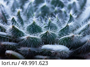 Beautiful unusual flower Echeveria Bristly, close-up succulent with white villi. Natural background. Close-up flower Echeveria Bristly, succulent plant. Стоковое фото, агентство Ingram Publishing / Фотобанк Лори