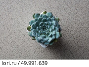 Top view of a miniature house plant Echeveria Bristly, in a flower pot on a gray stone background. Top view of the house plant Echeveria Bristly on a gray stone background. Стоковое фото, агентство Ingram Publishing / Фотобанк Лори