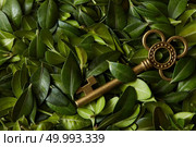 Green leaves covering golden vintage key. Cope space may be used for any ideas or emotions. Destination concept.. Green leaves and key. Стоковое фото, агентство Ingram Publishing / Фотобанк Лори