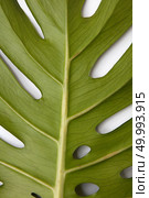 Closeup of green leaf isolated over background. Two Tropical jungle Monstera leaves isolated, Swiss Cheese Plant, isolated on white background. Green leaf isolated. Стоковое фото, агентство Ingram Publishing / Фотобанк Лори
