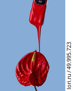 Creative composition with a paint brush and anthurium flower. red flower on blue background. Стоковое фото, агентство Ingram Publishing / Фотобанк Лори