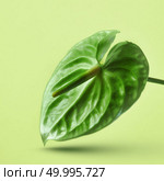 Beautiful green anthurium flower isolated on a yellow background. Minimalistic floral concept. Green anthurium flower isolated on a yellow background. Стоковое фото, агентство Ingram Publishing / Фотобанк Лори