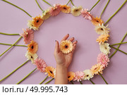 Beautiful round frame of different gerbera flowers on a pink background. A female hand holds a flower gerbera. Mothers Day concept with copy space. Beautiful round frame of gerbera flowers on a pink background. Стоковое фото, агентство Ingram Publishing / Фотобанк Лори