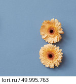 Three orange gerbera flowers on a blue background. The concept of the figure from the game Tetris. Flat lay.. Three bright orange gerbera flowers isolated on a blue paper background,. Blooming concept. Стоковое фото, агентство Ingram Publishing / Фотобанк Лори