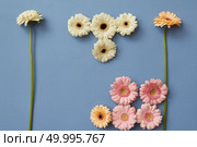 Figures from the game Tetris made from different gerberas on a blue paper background. Spring flower composition. Flat lay.. Figures from the game Tetris made from different gerberas on a blue paper background. Стоковое фото, агентство Ingram Publishing / Фотобанк Лори