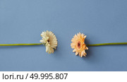 Two gerberas isolated on a blue paper background.The concept of a tetris game. Minimal flower concept. Flat lay.. Two gerberas isolated on a blue paper background. Стоковое фото, агентство Ingram Publishing / Фотобанк Лори