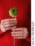 female hands holding a green clove flower against a red knitted sweater concept of valentine’s day. female hands holding a green flower. Стоковое фото, агентство Ingram Publishing / Фотобанк Лори