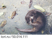 oriental small-clawed otter, Asian small-clawed otter (Aonyx cinereus) Стоковое фото, агентство Ingram Publishing / Фотобанк Лори