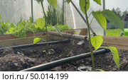 pepper plant and drip irrigation - selective focus. Стоковое видео, видеограф Ирина Старикова / Фотобанк Лори