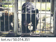 Big black bear is trapped in a steel cage. Стоковое фото, агентство Ingram Publishing / Фотобанк Лори