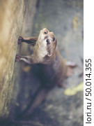 oriental small-clawed otter, Asian small-clawed otter (Aonyx cinereus) Стоковое фото, агентство Ingram Publishing / Фотобанк Лори