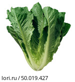 Romaine lettuce isolated on white background as a fresh green leafy salad vegetable. Стоковое фото, агентство Ingram Publishing / Фотобанк Лори