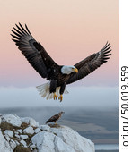An eagle teaches an eaglet to fly, white cliffs and a gentle dawn. Photorealistic surrealism. Стоковое AI-изображение, AI-художник Анна Никонорова / Фотобанк Лори
