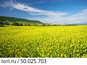 Meadow of rape. Nature composition. Стоковое фото, агентство Ingram Publishing / Фотобанк Лори