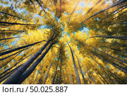 Into the Infrared forest. Nature composition. Стоковое фото, агентство Ingram Publishing / Фотобанк Лори