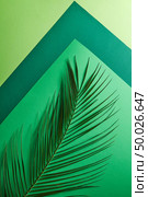 Palm leaf on a multi-colored green cardboard around a gray background with copy space. Natural composition as a background for your ideas. Flat lay. Multicolored pattern of green tones with a palm leaf on a gray background with a copy of the spaciousness. Creative composition as a layout. Flat lay. Стоковое фото, агентство Ingram Publishing / Фотобанк Лори