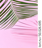 Exotic palm leaf on a pink paper background with a copy of space and reflection of the shadows. Natural layout. Palm leaf on a pink cardboard background with a copy of the spaciousness and shadow pattern. Стоковое фото, агентство Ingram Publishing / Фотобанк Лори