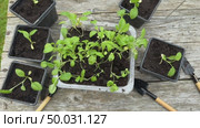 Dive flower sprouts into individual pots. Aster seedlings picking. Sprout transplant. Springtime, gardening concept. Стоковое видео, видеограф Ирина Старикова / Фотобанк Лори