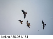 Flock of migratory hawk, Nakhonnayok Thailand. Стоковое фото, агентство Ingram Publishing / Фотобанк Лори