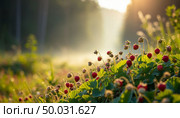 Wild strawberries on a hillside. AI generated. Стоковое AI-изображение, AI-художник Анна Никонорова / Фотобанк Лори