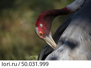 Grus antigone, Eastern sarus crane. Стоковое фото, агентство Ingram Publishing / Фотобанк Лори