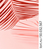 Exotic palm leaf with pattern reflection and shadows on a color of the year 2019 Living Coral pantone background, copy space. Natural layout.. Creative pattern from palm leaf with shadows on a on a color of the year 2019 Living Coral background. Fashionable pantone trendy color. Стоковое фото, агентство Ingram Publishing / Фотобанк Лори