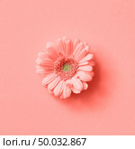 Gerbera flower in a color of the year 2019 Living Coral Pantone on a same color background. Minimal spring concept. Post card for Mother’s day or 8 March. Top view.. Close up beautiful gerbera flower on a color background of the year 2019 Living Coral Pantone. Flower concept. Flat lay. Стоковое фото, агентство Ingram Publishing / Фотобанк Лори