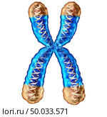 Telomere concept isolated and telomeres located on the end caps of a chromosome resulting in aging by damaging DNA or protection resulting in living longer or longevity as a medical microscopic 3D illustration. Стоковое фото, агентство Ingram Publishing / Фотобанк Лори