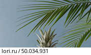 Vertical panoramic slow motion down with composition from fresh natural exotic fruits on a wooden table on a blue background. Motion, 4K UHD video, 3840, 2160p.. Tropical leaves and ripe pineapple with fresh natural exotic fruits on a wooden table on a blue background. Vertical panoramic motion 4K UHD video, 3840, 2160p. Стоковое фото, агентство Ingram Publishing / Фотобанк Лори