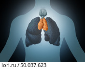 Thymus human organ and gland anatomy with lungs and thyroid in a 3D illustration style. Стоковое фото, агентство Ingram Publishing / Фотобанк Лори