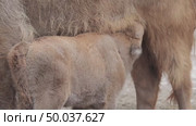 Зубр европейский теленок возле самки, молодое животное, Bison bonasus. Стоковое видео, видеограф Дмитрий Якубович / Фотобанк Лори