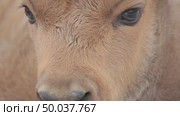 Зубр европейский теленок возле самки, молодое животное, Bison bonasus. Стоковое видео, видеограф Дмитрий Якубович / Фотобанк Лори