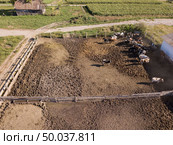 Agricultural farmland with feeding ground for cows. Aerial view from drone. Countryscape with animal farm.. Bird’s eye view from drone to herd of cows is grazed on a cattle farmland. Стоковое фото, агентство Ingram Publishing / Фотобанк Лори