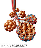 Pulmonary alveoli or alveolus anatomy diagram as a medical concept of a lung anatomy and repiratory and respiration medicine as a 3D illustration isolated on a white background. Стоковое фото, агентство Ingram Publishing / Фотобанк Лори