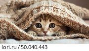 Playful kitten hiding under chunky knitted blanket, only eyes and ears visible, cat peeks out from under a blanket. Стоковое AI-изображение, AI-художник Светлана Леуто / Фотобанк Лори