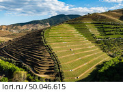 View of the beautifull Torto river valley with vineyards and terraced slopes in the Douro Region, famous Port Wine Region, Portugal. Стоковое фото, агентство Ingram Publishing / Фотобанк Лори